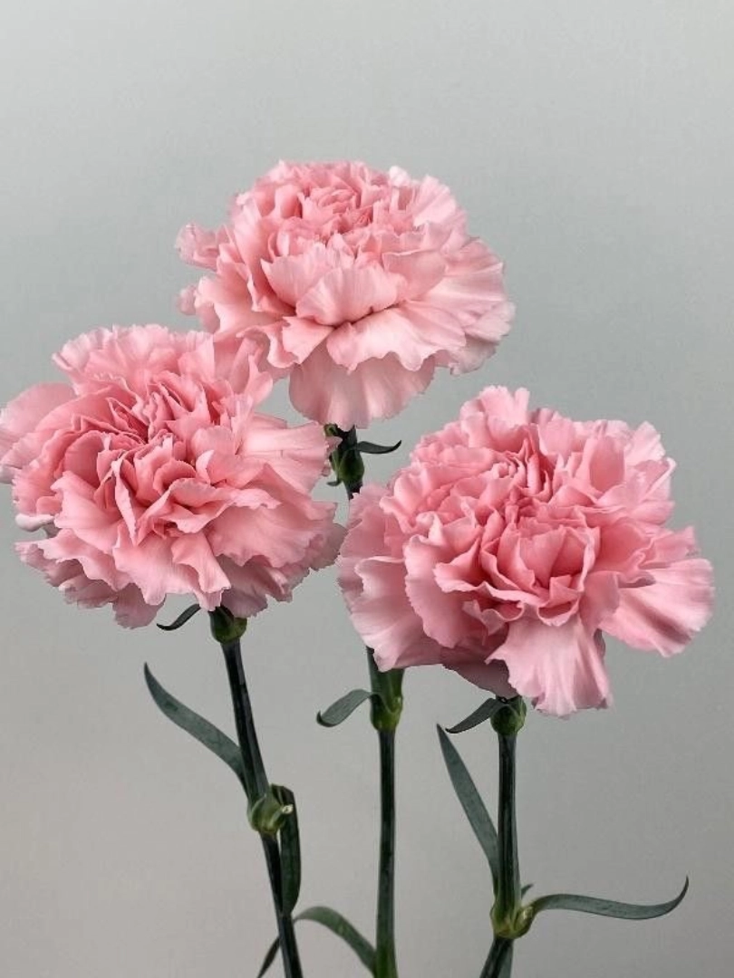 pink-carnation-wholesale-bunch-001