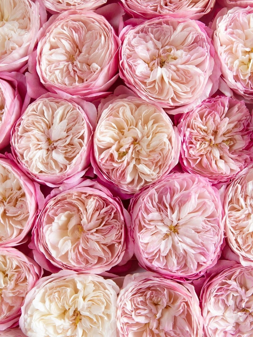 pink-garden-rose-wholesale-bunch-001