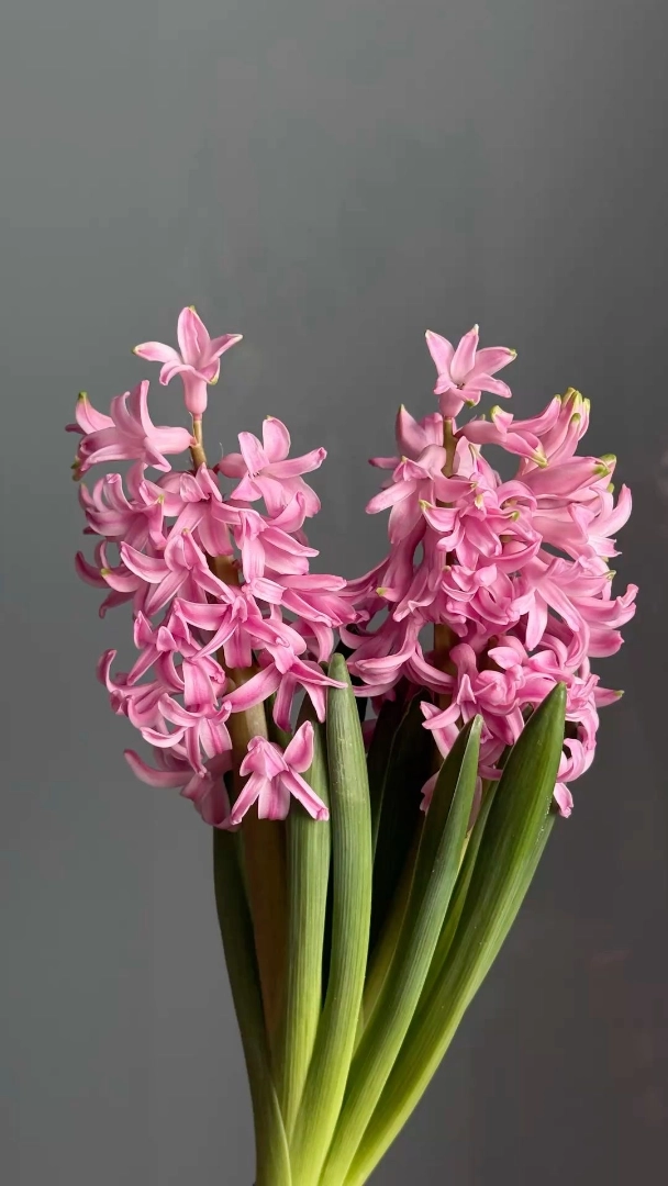 pink-hyacinth-wholesale-bunch-001