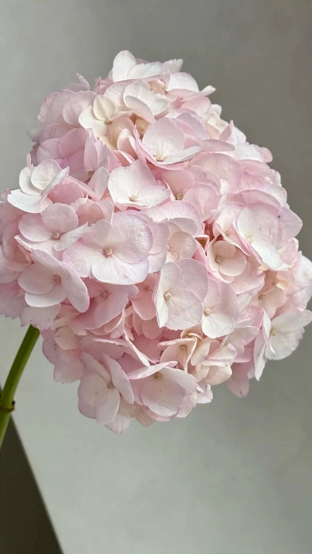 pink-hydrangea-wholesale-bunch-001