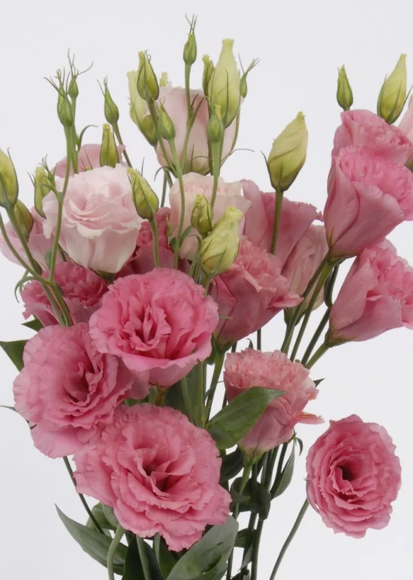 pink-lisianthus-wholesale-bunch-001