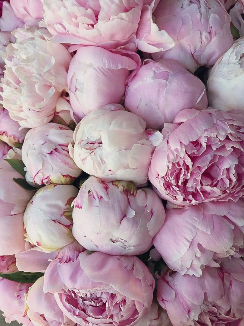 pink-peony-wholesale-bunch-001