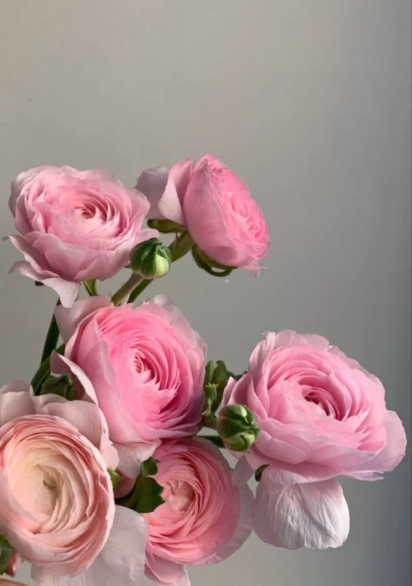 pink-ranunculus-wholesale-bunch-001