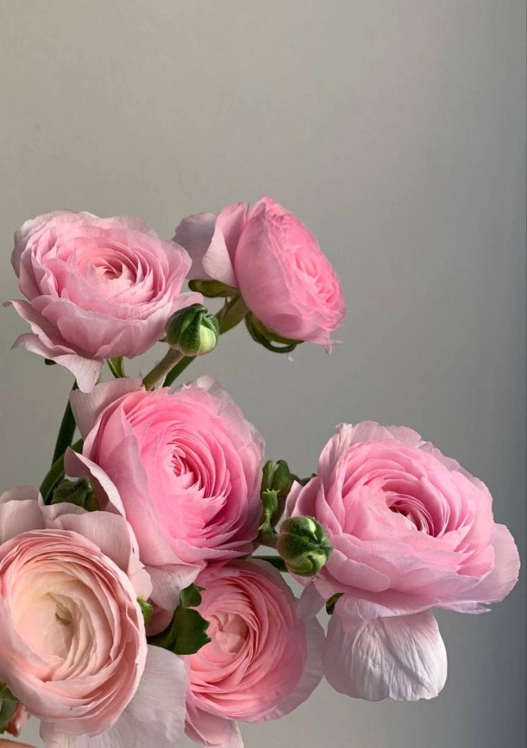 pink-ranunculus-wholesale-bunch-001
