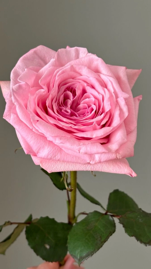 pink-rose-wholesale-bunch-001