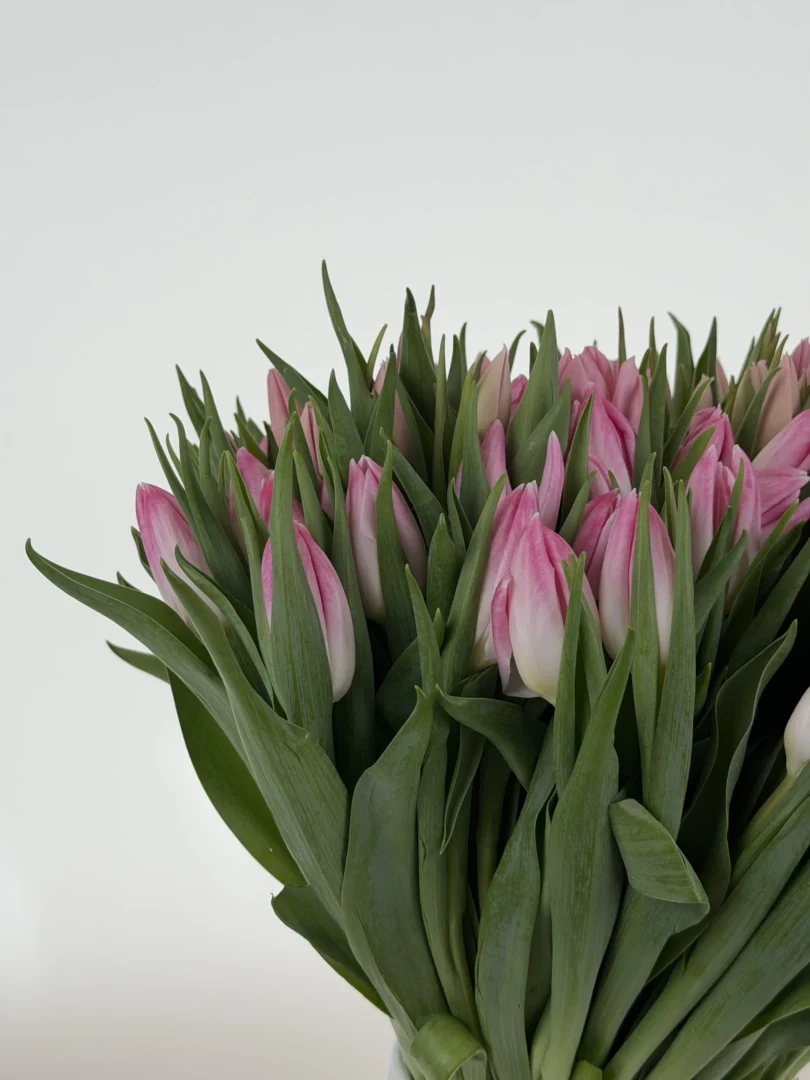 Pink tulip
