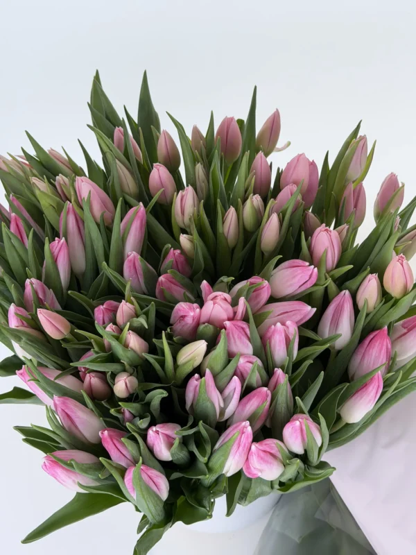pink-tulip-002-1.webp