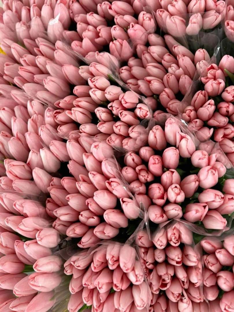 pink-tulip-wholesale-bunch-001