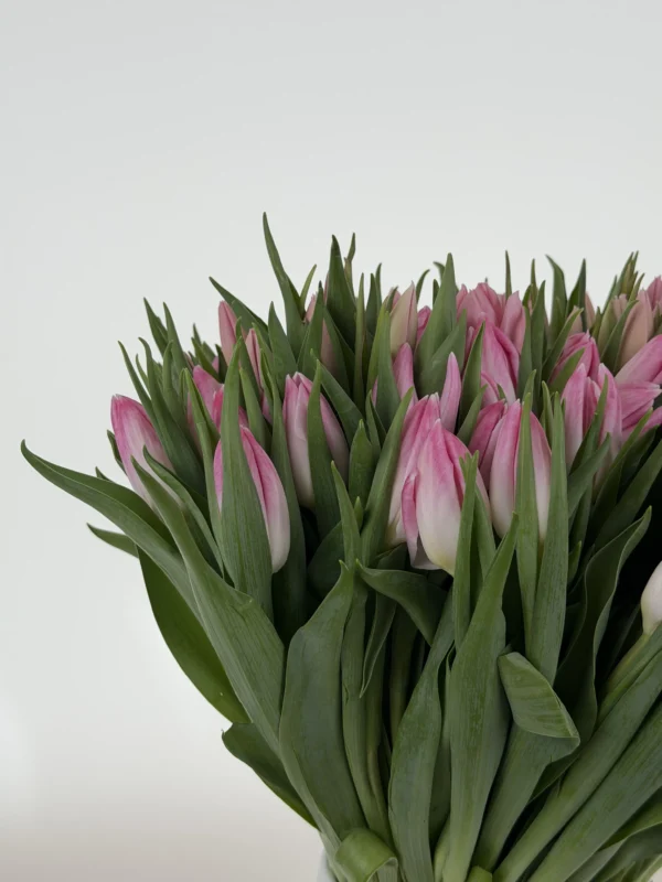 pink-tulip-wholesale-bunch-002-1.webp