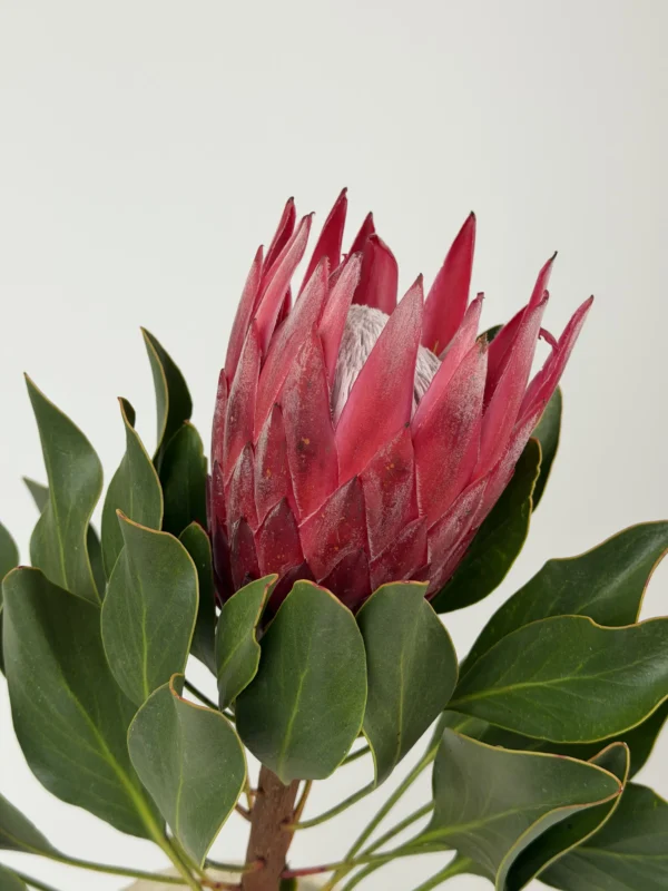 protea-wholesale-bunch-001-1.webp