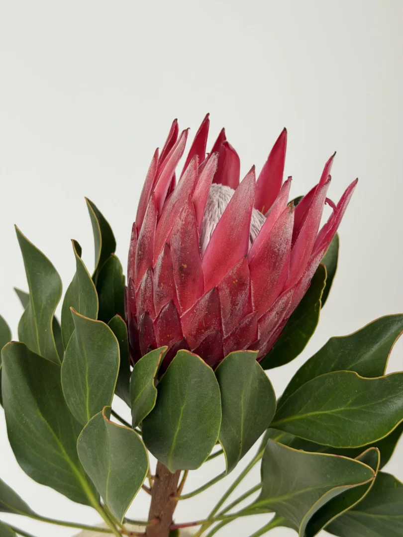 protea-wholesale-bunch-001-1.webp