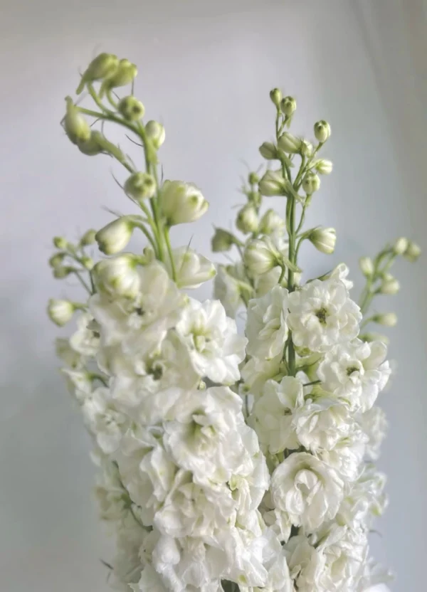 purple-delphinium-wholesale-bunch-001