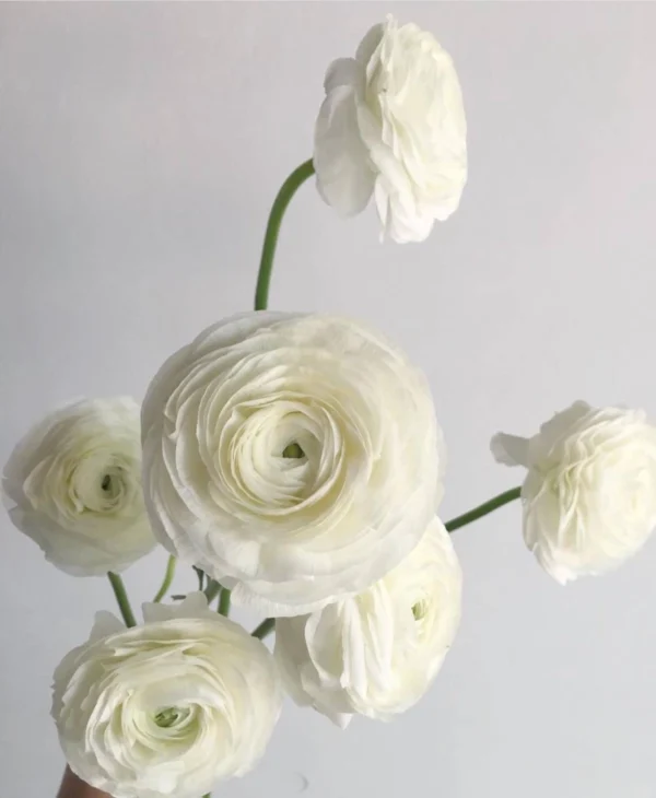 ranunculus-wholesale-bunch-001