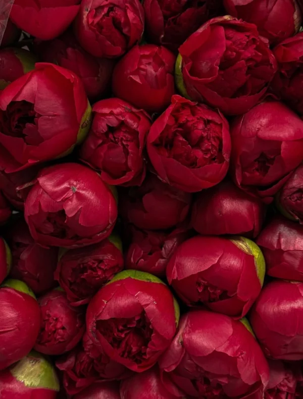 red-peony-wholesale-bunch-001