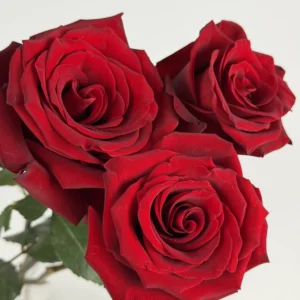red-rose-wholesale-bunch-001-1.webp