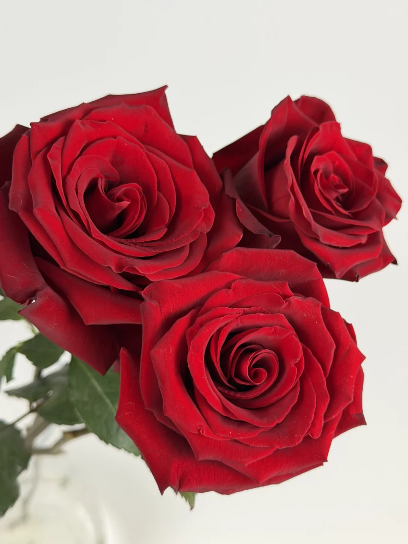 red-rose-wholesale-bunch-001-1.webp