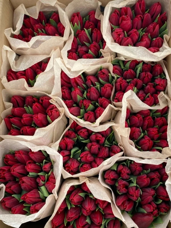 red-tulip-wholesale-bunch-001
