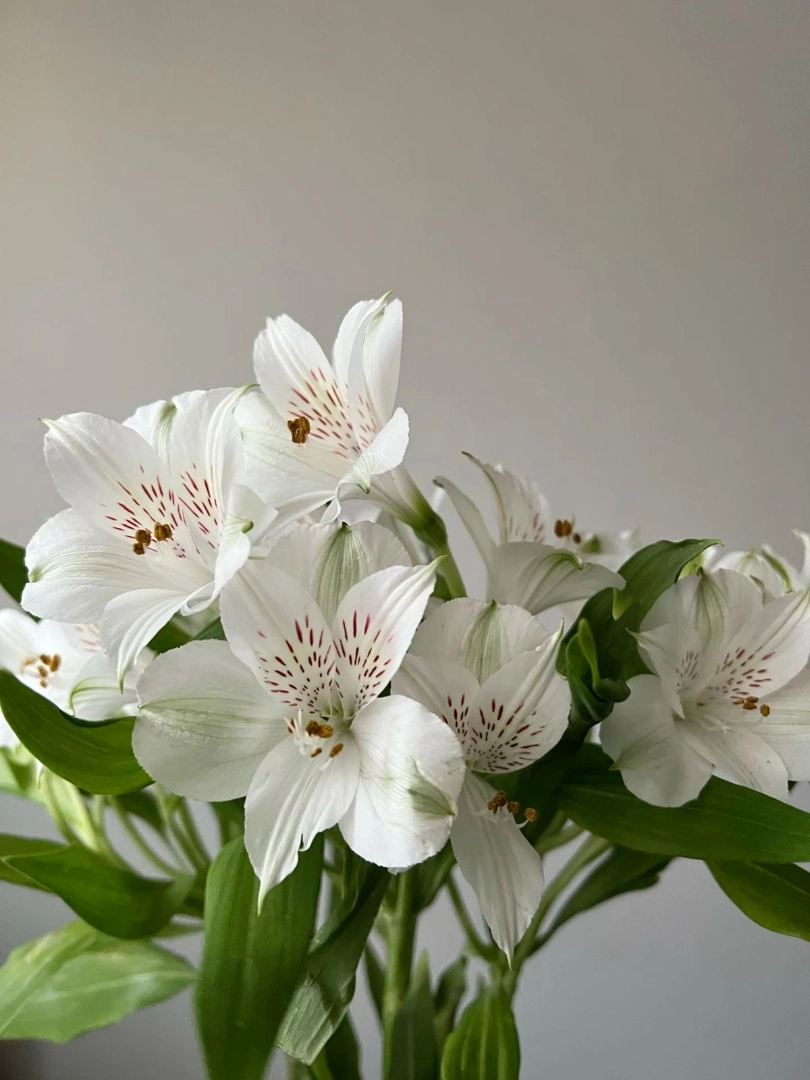 white-alstroemeria-wholesale-bunch-001