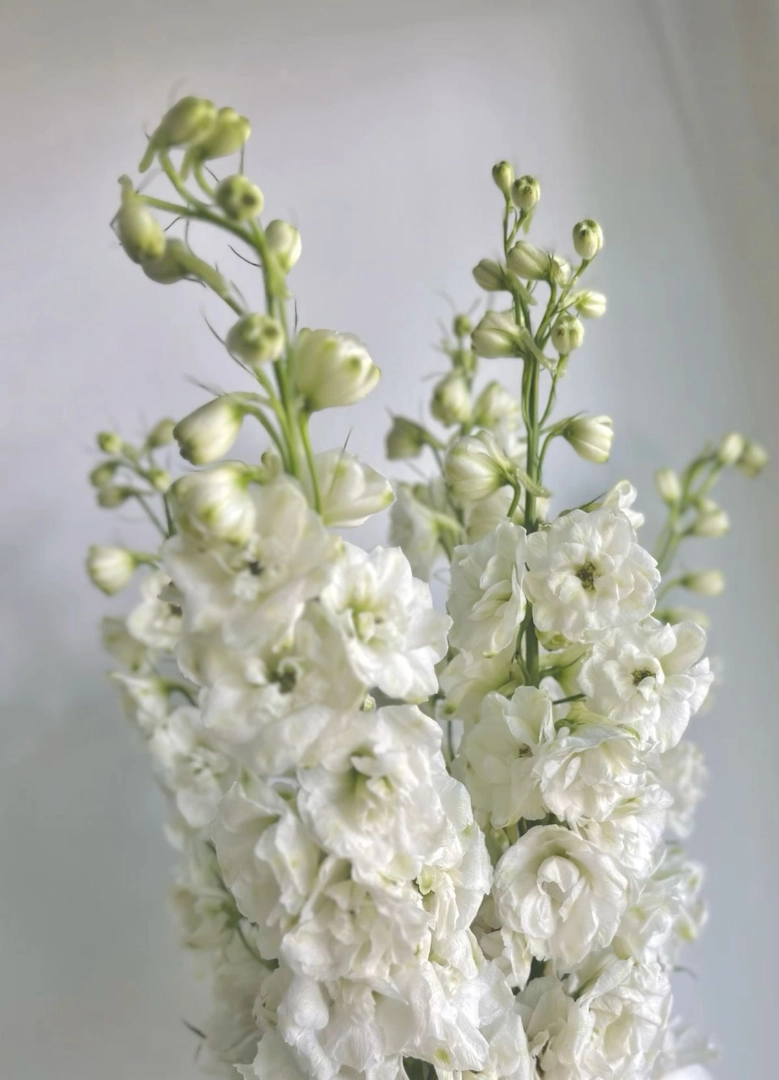 white-delphinium-wholesale-bunch-001