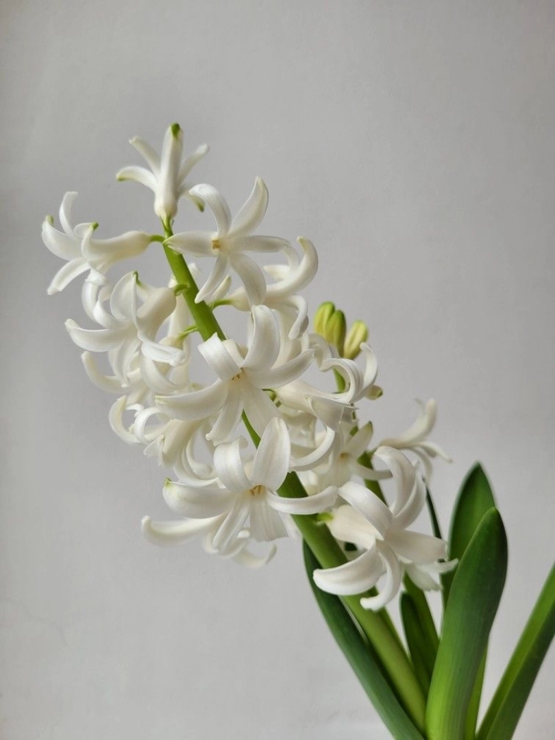 white-hyacinth-wholesale-bunch-001
