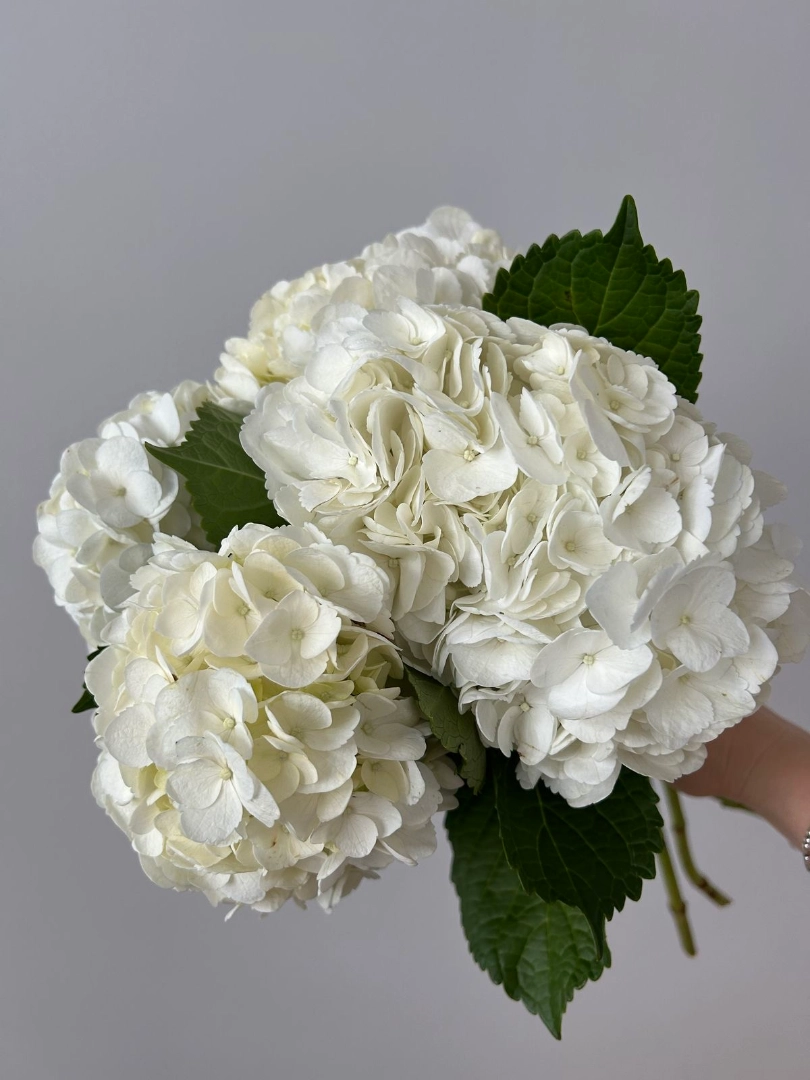 white-hydrangea-wholesale-bunch-001