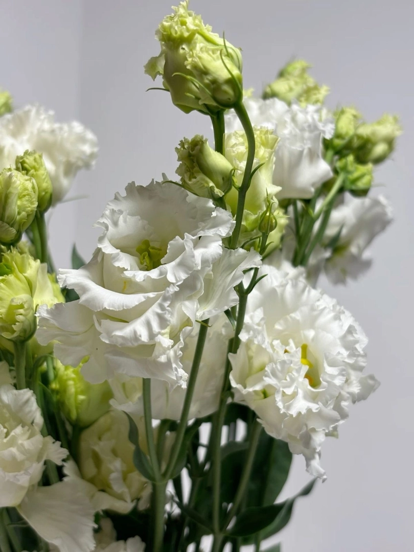 white-lisianthus-wholesale-bunch-001