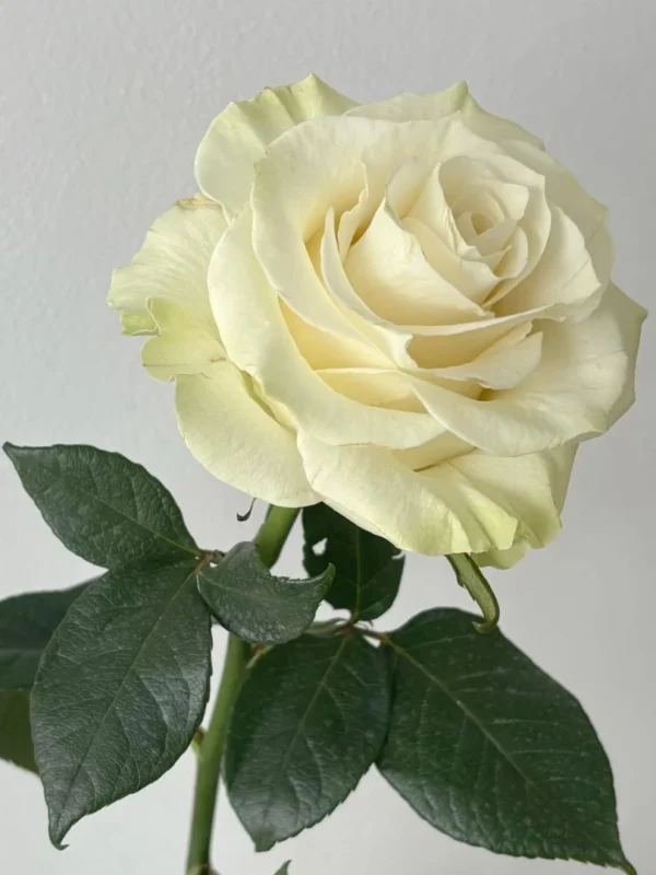 white-rose-wholesale-bunch-001