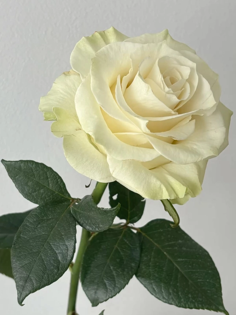 white-rose-wholesale-bunch-001
