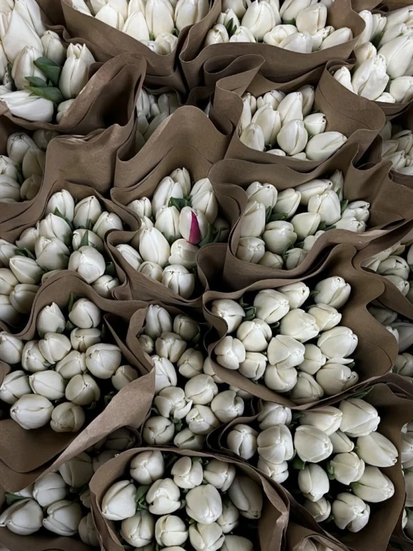 white-tulip-wholesale-bunch-001