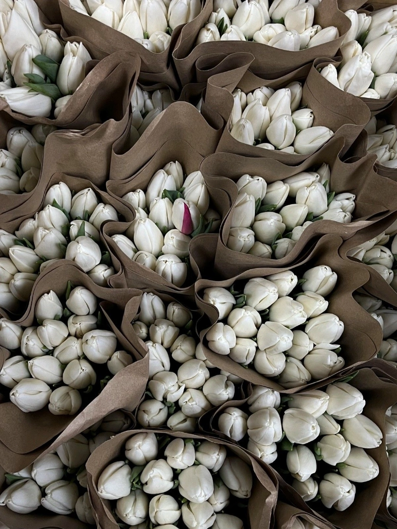 white-tulip-wholesale-bunch-001